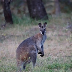 Notamacropus rufogriseus at Uriarra, NSW - 23 Nov 2024