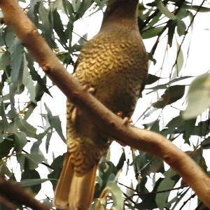 Ptilonorhynchus violaceus at Uriarra, NSW - 23 Nov 2024