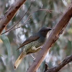 Ptilonorhynchus violaceus at Uriarra, NSW - 23 Nov 2024