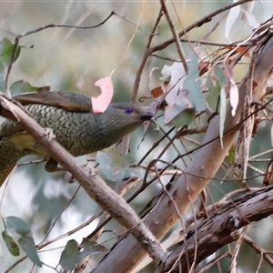 Ptilonorhynchus violaceus at Uriarra, NSW - 23 Nov 2024