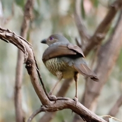 Ptilonorhynchus violaceus at Uriarra, NSW - 23 Nov 2024