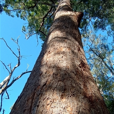 Corymbia intermedia at Pipeclay, NSW - 22 Nov 2024 by MVM