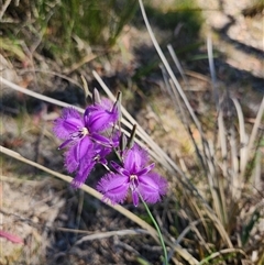 Thysanotus tuberosus subsp. tuberosus (Common Fringe-lily) at Kambah, ACT - 23 Nov 2024 by rangerstacey