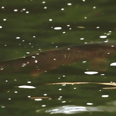 Cyprinus carpio (Common Carp) at Brindabella, NSW - 23 Nov 2024 by JimL