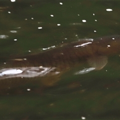 Cyprinus carpio at Brindabella, NSW - 23 Nov 2024