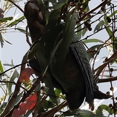 Callocephalon fimbriatum (Gang-gang Cockatoo) at Uriarra, NSW - 24 Nov 2024 by JimL