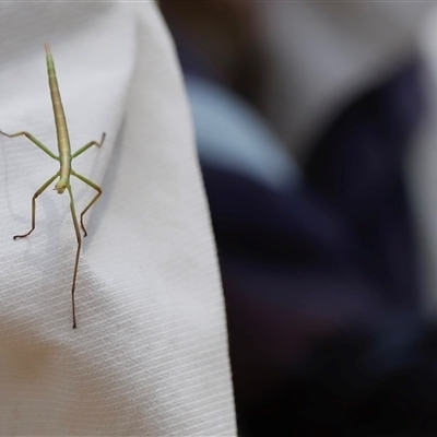 Unidentified Stick insect (Phasmatodea) at Uriarra, NSW - 24 Nov 2024 by JimL