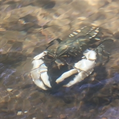 Euastacus armatus (Murray River Crayfish) at Uriarra, NSW - 23 Nov 2024 by JimL