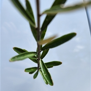 Astrotricha ledifolia at Uriarra Village, ACT - 19 Nov 2024