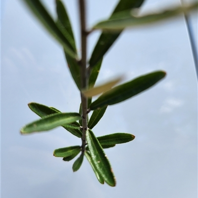 Astrotricha sp. at Uriarra Village, ACT - 18 Nov 2024 by rangerstacey