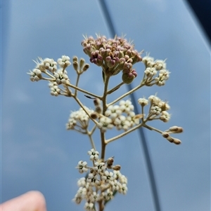 Astrotricha ledifolia at Uriarra Village, ACT - 19 Nov 2024