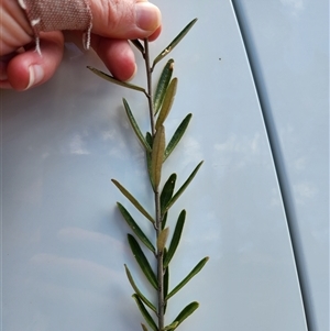 Astrotricha ledifolia at Uriarra Village, ACT - 19 Nov 2024