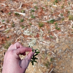 Astrotricha ledifolia at Uriarra Village, ACT - 19 Nov 2024