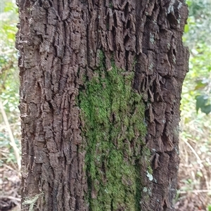 Allocasuarina torulosa at Pipeclay, NSW by MVM