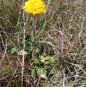 Podolepis jaceoides at Dry Plain, NSW - 23 Nov 2024