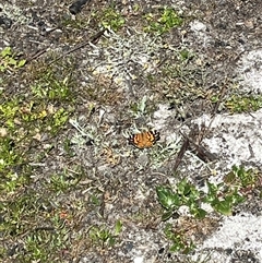 Vanessa kershawi (Australian Painted Lady) at Bingie, NSW - 24 Nov 2024 by ssflor