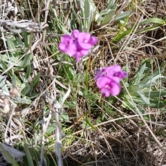 Swainsona sericea at Dry Plain, NSW - 22 Nov 2024 by mahargiani