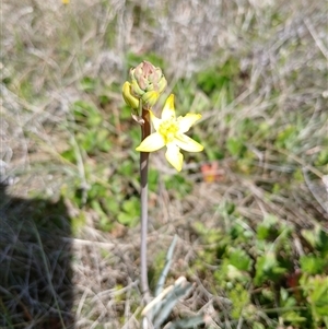 Bulbine bulbosa at Dry Plain, NSW - 23 Nov 2024