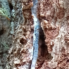 Unidentified Other worm at Pipeclay, NSW - 22 Nov 2024 by MVM