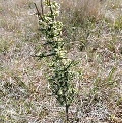 Discaria pubescens (Australian Anchor Plant) at Dry Plain, NSW - 23 Nov 2024 by mahargiani