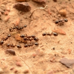 Monomorium sp. (genus) (A Monomorium ant) at Forde, ACT - 24 Nov 2024 by NateKingsford