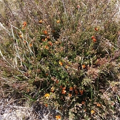 Mirbelia oxylobioides (Mountain Mirbelia) at Dry Plain, NSW - 23 Nov 2024 by mahargiani