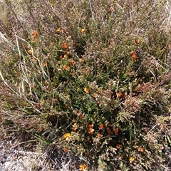 Mirbelia oxylobioides at Dry Plain, NSW - 22 Nov 2024 by mahargiani