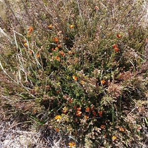 Mirbelia oxylobioides at Dry Plain, NSW - 23 Nov 2024