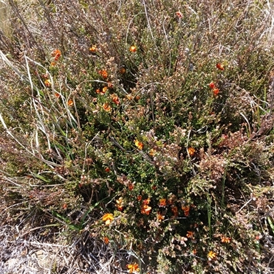 Mirbelia oxylobioides (Mountain Mirbelia) at Dry Plain, NSW - 23 Nov 2024 by mahargiani