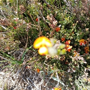 Mirbelia oxylobioides at Dry Plain, NSW - 23 Nov 2024