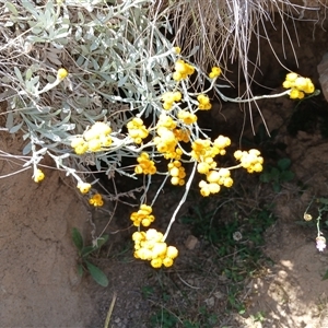 Chrysocephalum apiculatum at Dry Plain, NSW - 23 Nov 2024