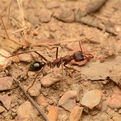 Myrmecia simillima (A Bull Ant) at Forde, ACT - 23 Nov 2024 by NateKingsford