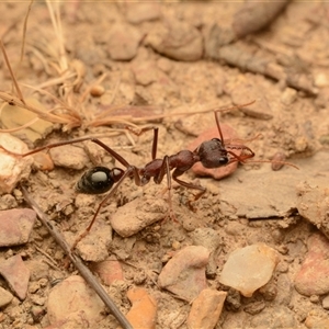 Myrmecia simillima (A Bull Ant) at Forde, ACT by NateKingsford