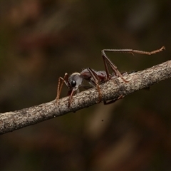 Myrmecia simillima at Forde, ACT - 24 Nov 2024