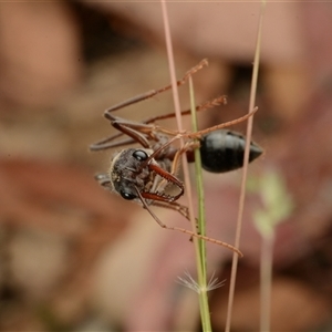 Myrmecia simillima at Forde, ACT - 24 Nov 2024