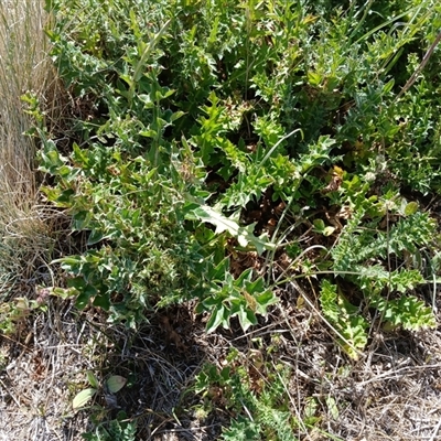 Cirsium vulgare at Dry Plain, NSW - 22 Nov 2024 by mahargiani