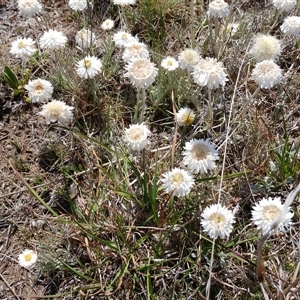 Leucochrysum albicans subsp. tricolor at Dry Plain, NSW - 23 Nov 2024