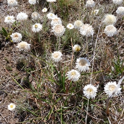 Leucochrysum albicans subsp. tricolor at Dry Plain, NSW - 22 Nov 2024 by mahargiani