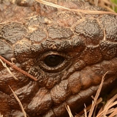 Tiliqua rugosa (Shingleback Lizard) at Forde, ACT - 24 Nov 2024 by NateKingsford