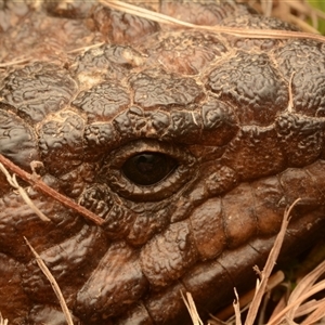 Tiliqua rugosa at Forde, ACT - 24 Nov 2024