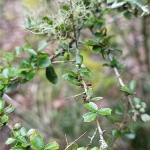 Bursaria spinosa at Pipeclay, NSW by MVM