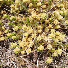 Scleranthus diander (Many-flowered Knawel) at Dry Plain, NSW - 23 Nov 2024 by mahargiani