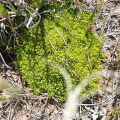 Scleranthus biflorus (Twin-flower Knawel) at Dry Plain, NSW - 23 Nov 2024 by mahargiani