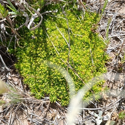 Scleranthus biflorus at Dry Plain, NSW - 23 Nov 2024 by mahargiani