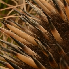 Tachyglossus aculeatus (Short-beaked Echidna) at Forde, ACT - 24 Nov 2024 by NateKingsford