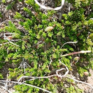 Dillwynia prostrata (Matted Parrot-pea) at Dry Plain, NSW by mahargiani