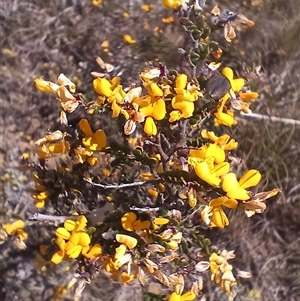 Bossiaea sp. at Dry Plain, NSW by mahargiani