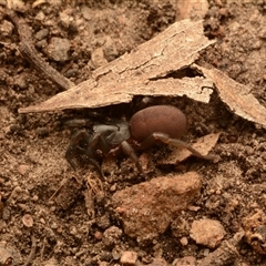 Stanwellia sp. (genus) (Trapdoor Spider) at Aranda, ACT - 23 Nov 2024 by NateKingsford