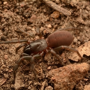 Stanwellia sp. (genus) at Aranda, ACT - 24 Nov 2024