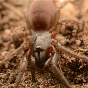 Stanwellia sp. (genus) at Aranda, ACT - 24 Nov 2024